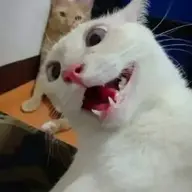 Lfyz1488