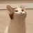 KOTIK
